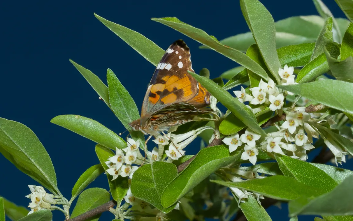 Ölweiden – robuste Sträucher mit Charme und Nutzwert