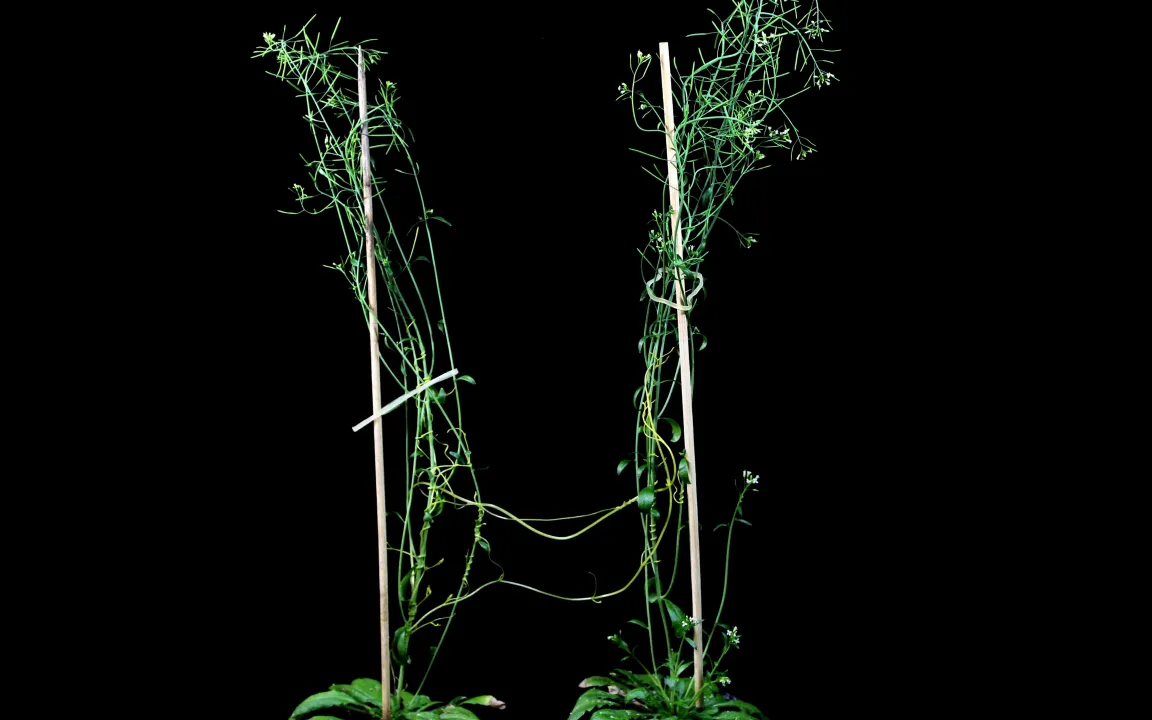 Der Teufelszwirn: Parasit und Verteidigungsmelder