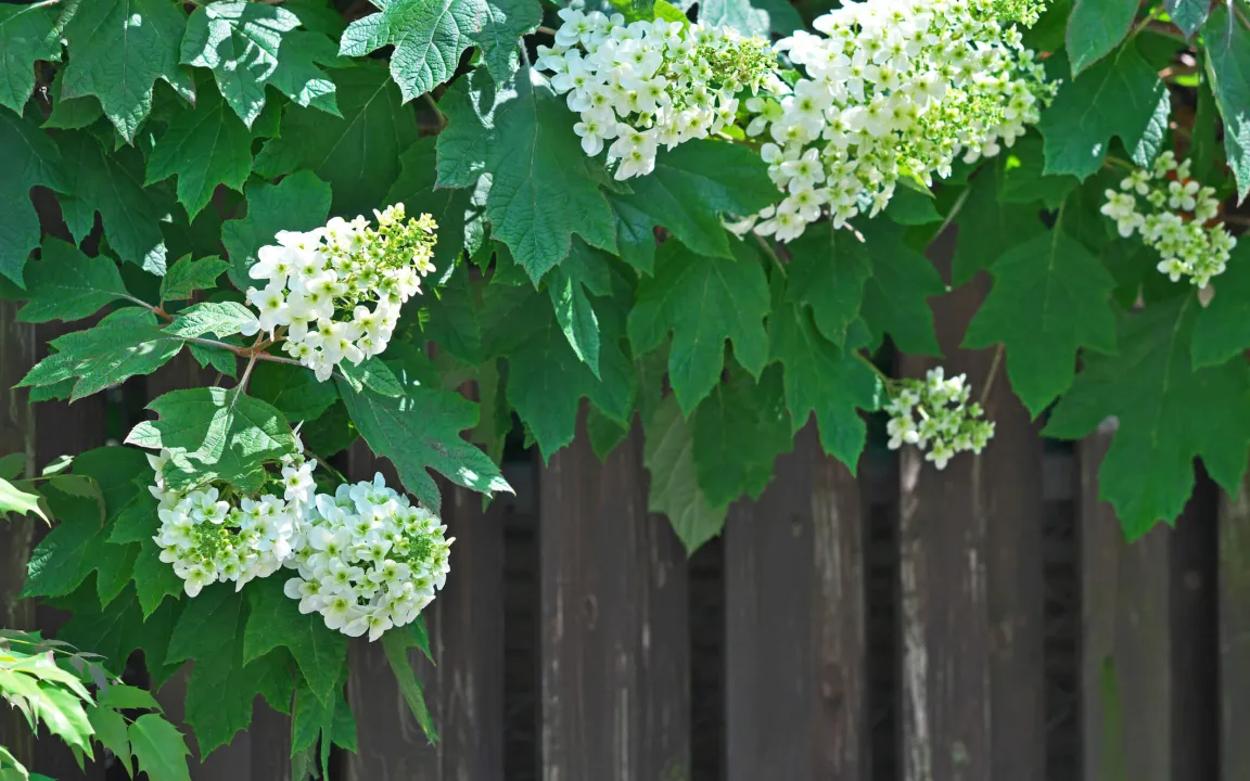 Die Eichenblatt-Hortensie