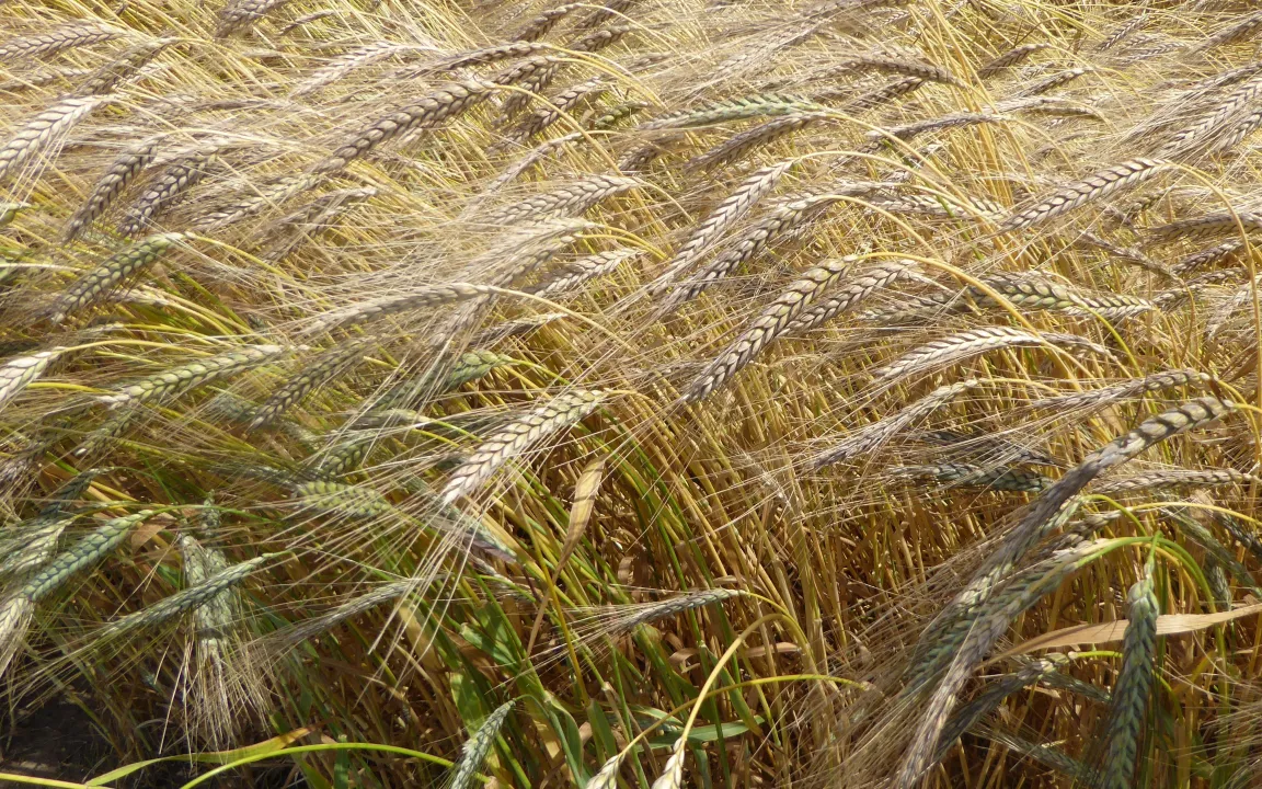 Genomsequenz von Wildem Emmer entschlüsselt