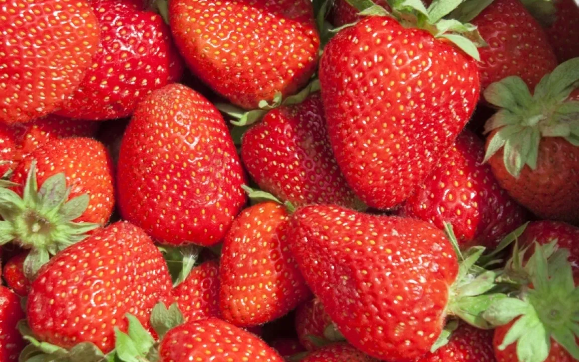 Gallmilben an Beerenobst