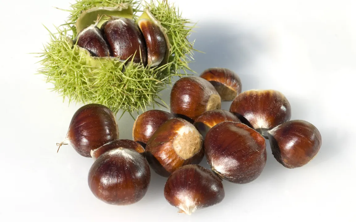 Schweizer Esskastanien werden Opfer eines Pilzes