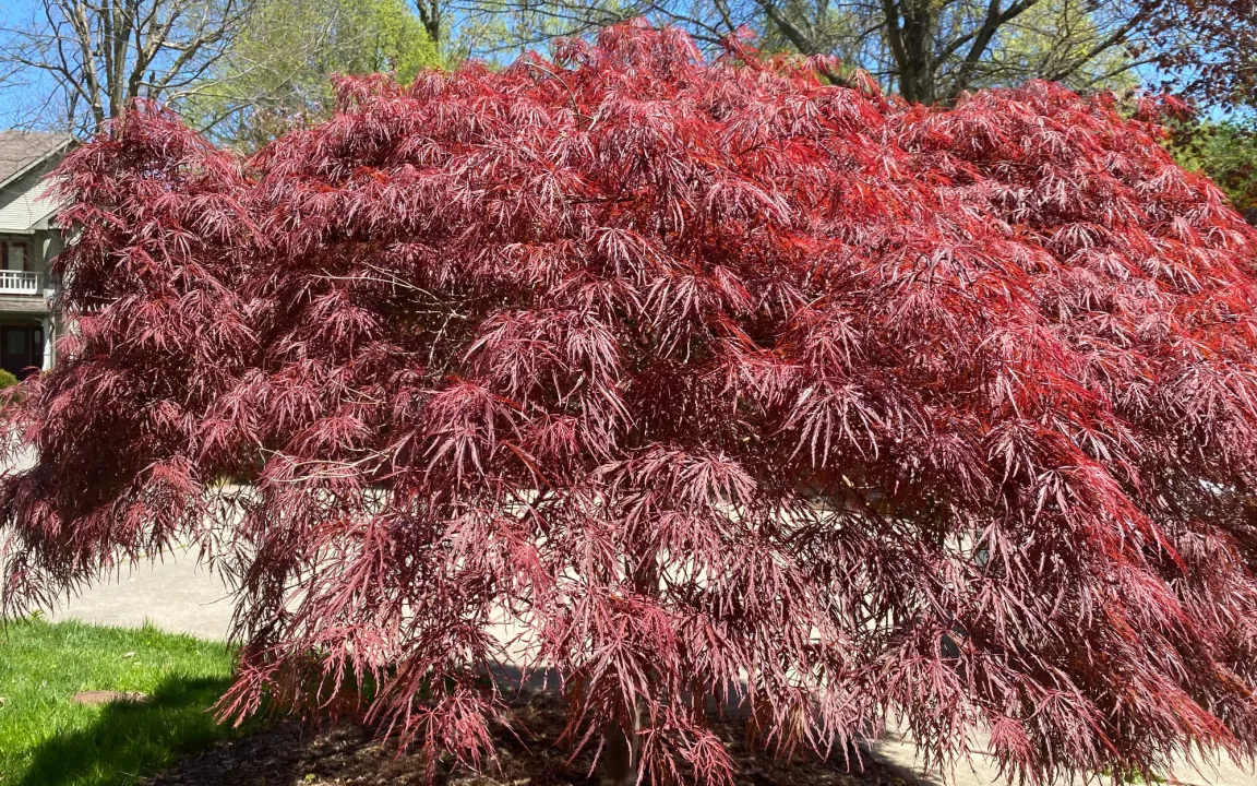 Fächerahorn mit absterbenden Blattspitzen