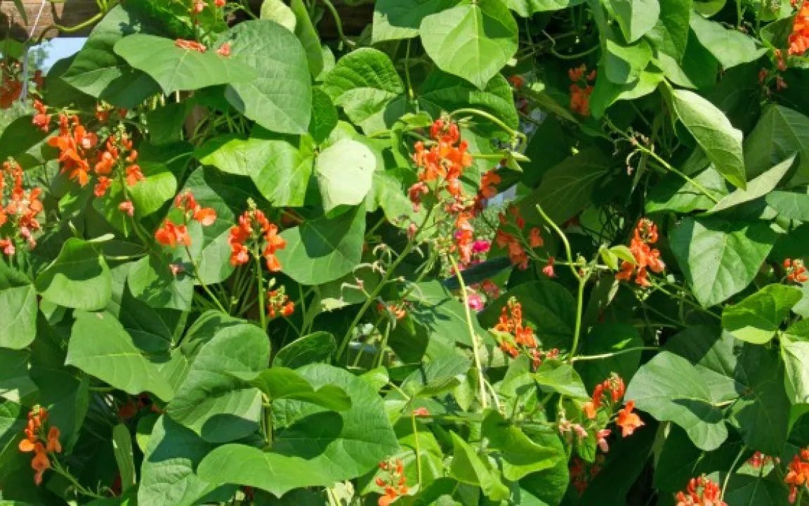 Buschbohnen und Stangenbohnen im heimischen Garten ziehen