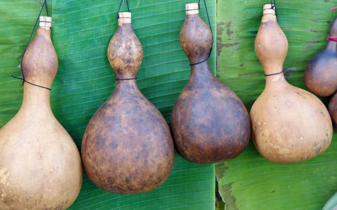 Vielseitig verwendbarer Flaschenkürbis