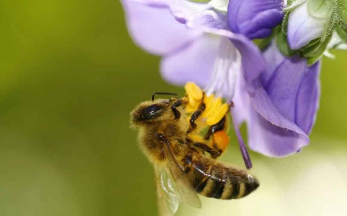 Mikrochips in der Bienenzucht