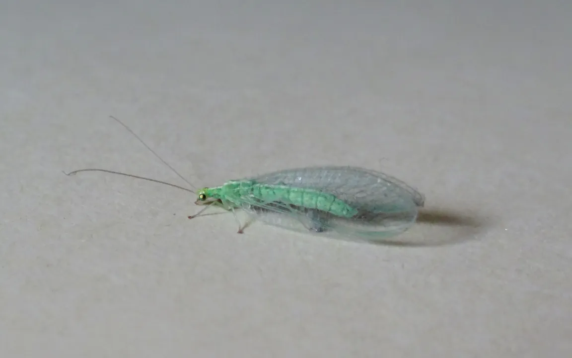 Florfliegen als Gäste in der Wohnung