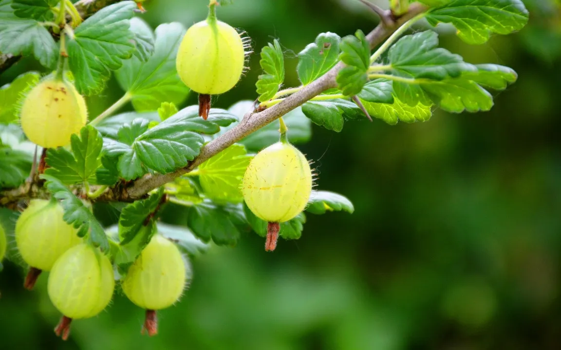 Stachelbeeren im Garten 