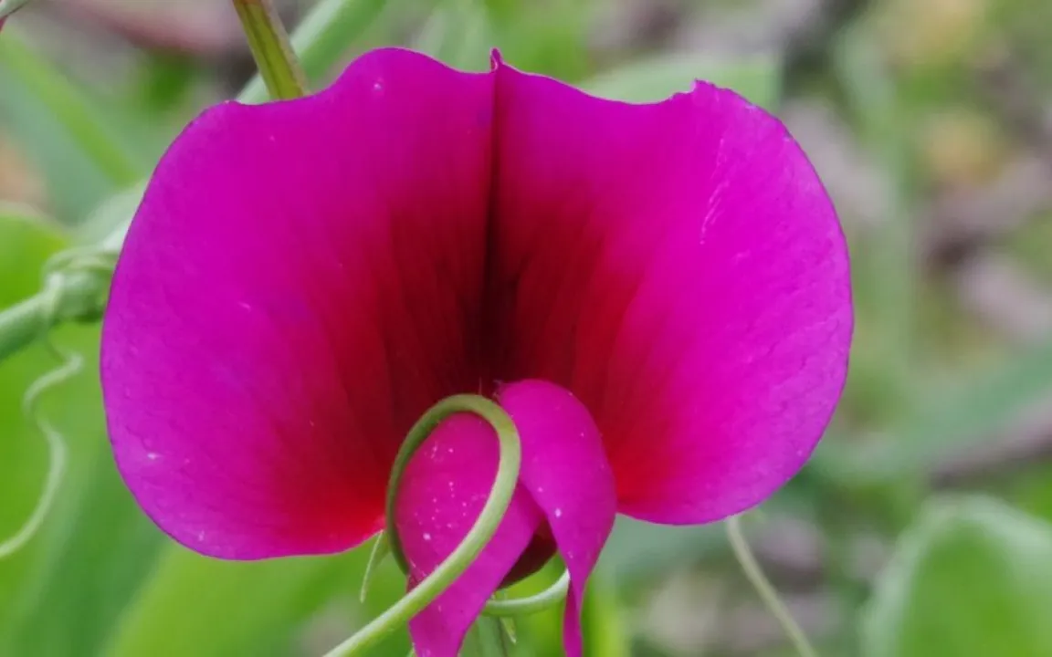 Ihre Stimme zählt: Wahl zur "Giftpflanze des Jahres 2020"