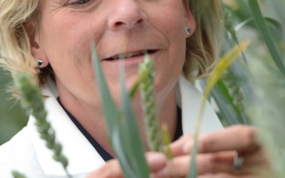 Getreideschädling Weizengallmücke