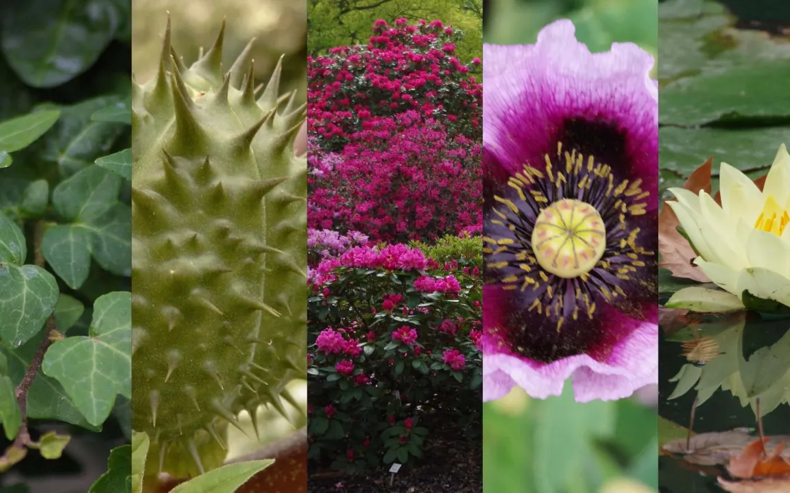 Jetzt noch abstimmen: Wahl zur „Giftpflanze des Jahres 2021“