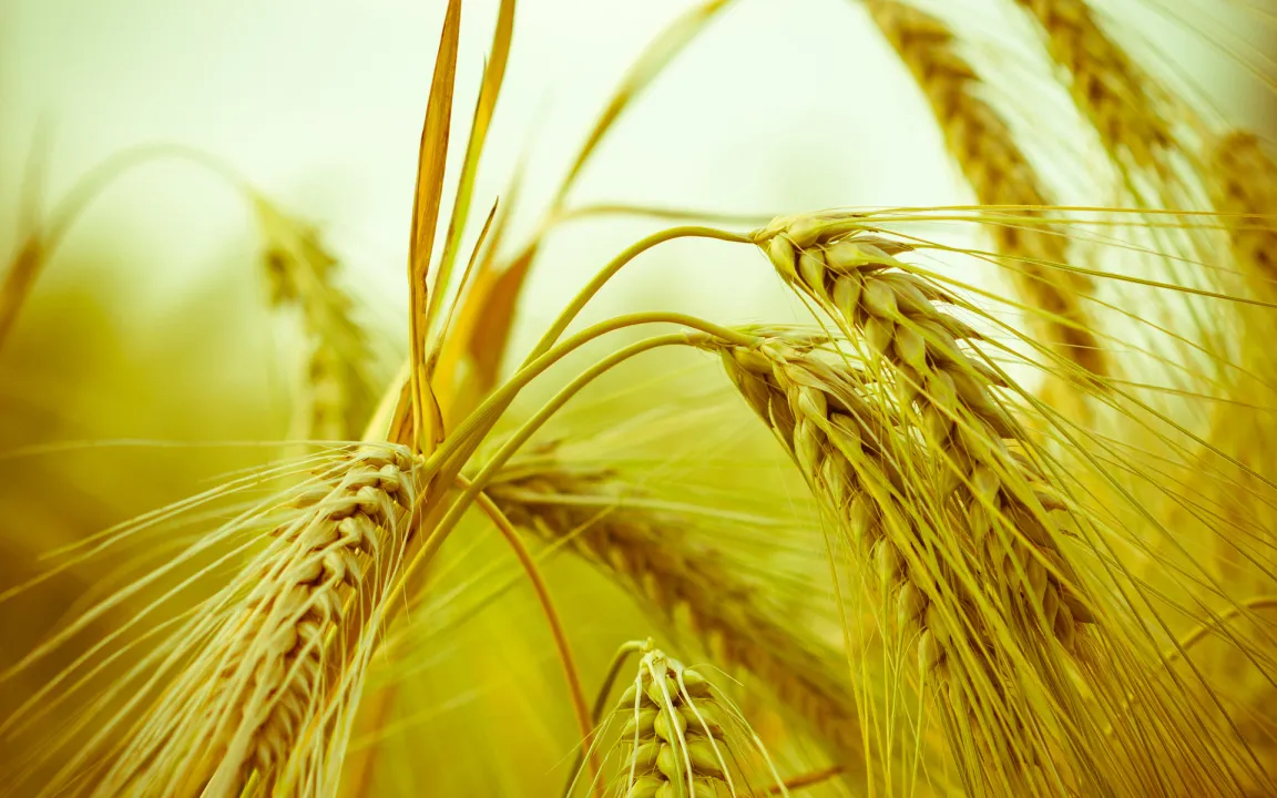 6000 Jahre alte Gerstenkörner bei archäologischer Ausgrabung in israelischer Höhle entdeckt