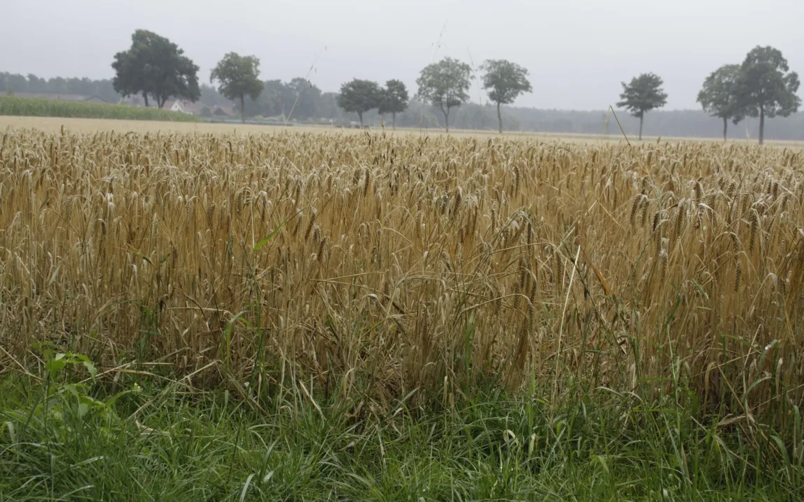 Pflanzen haben Durst-Gedächtnis