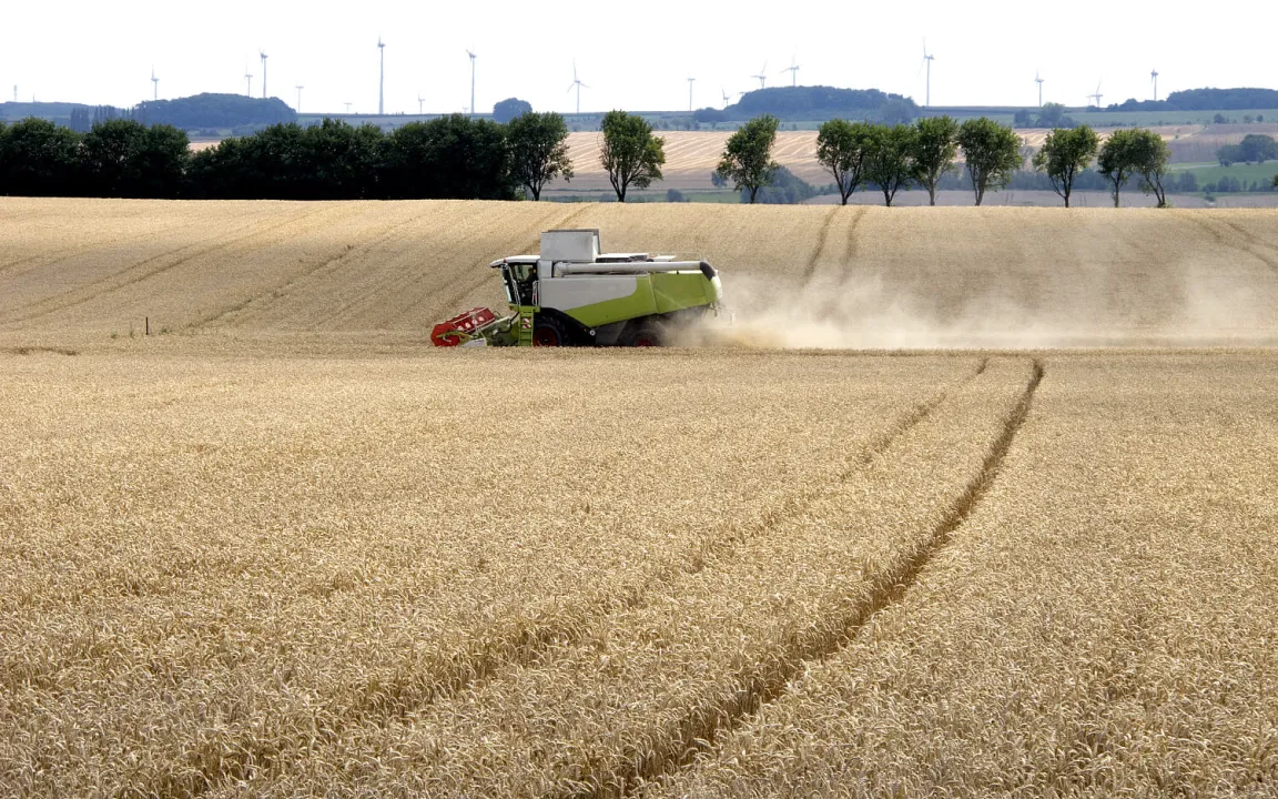 Die Ernte ist der Moment der Wahrheit