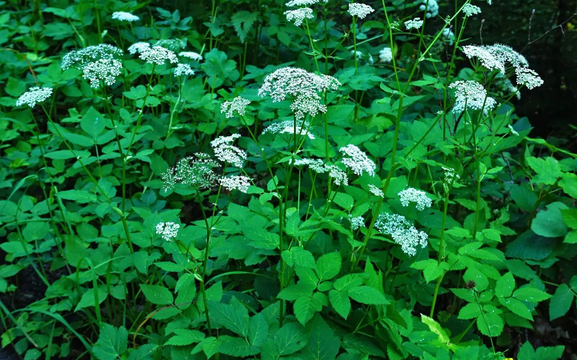Giersch – ein Wucherunkraut mit guten Eigenschaften 