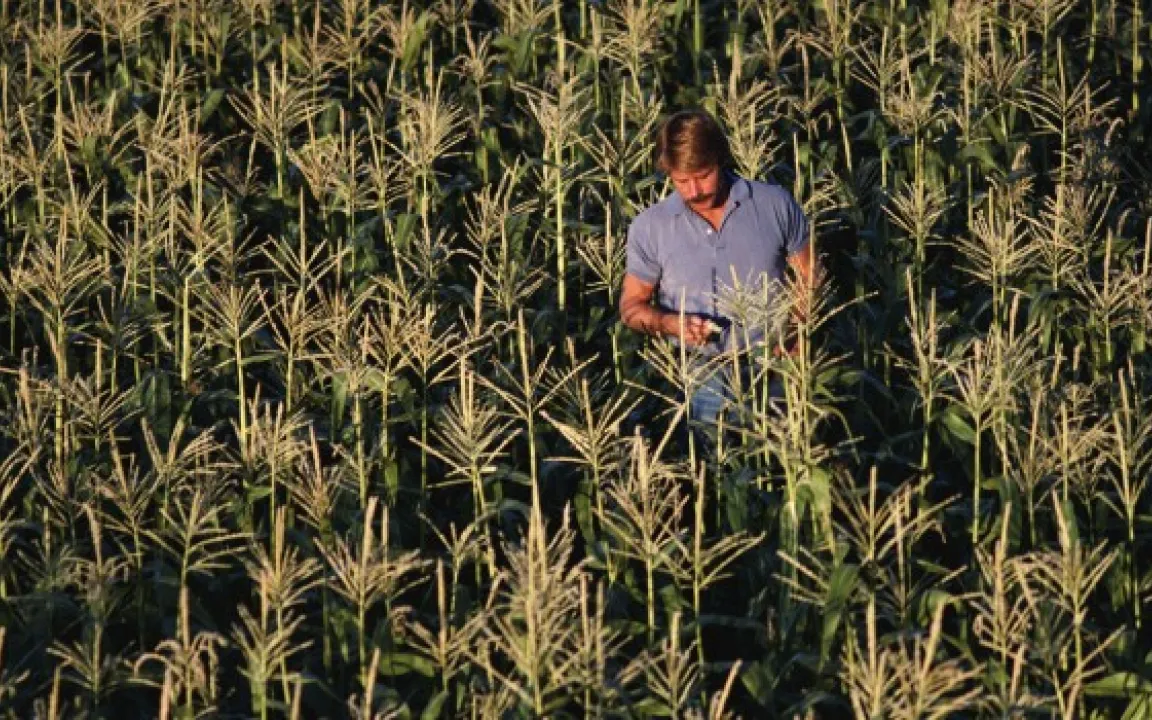 gv-Anbaufläche in den USA leicht gesunken