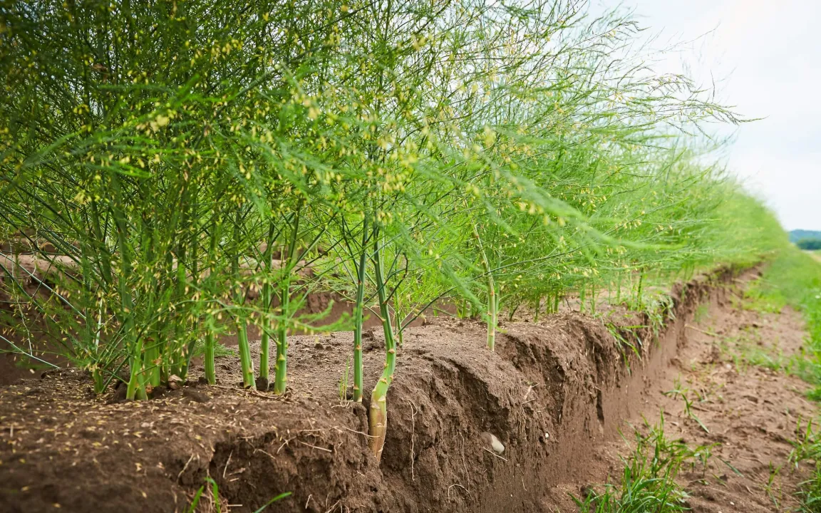 Spargelfeld wird Bienenweide