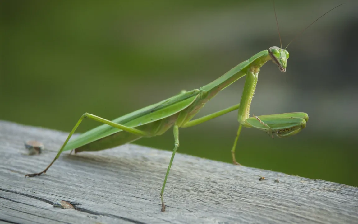 Europäische Gottesanbeterin ist Insekt des Jahres 2017