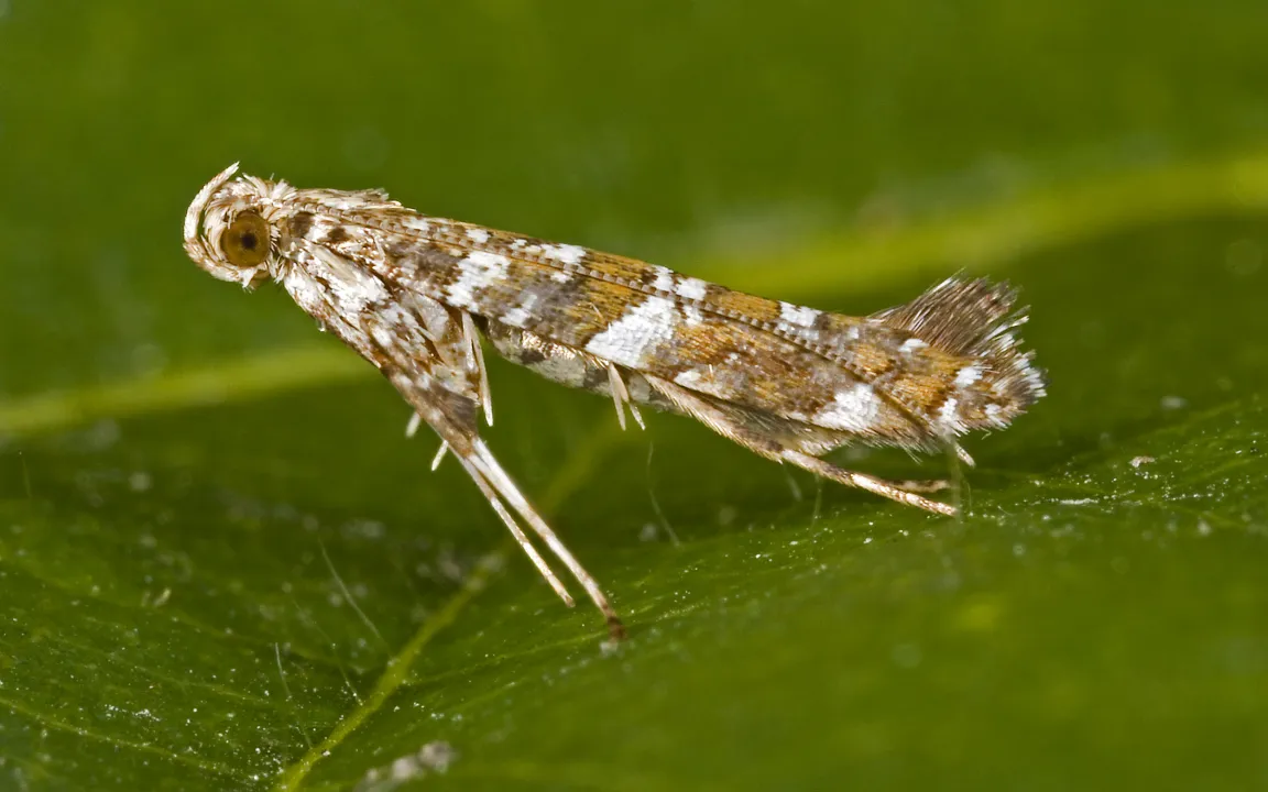 Miniermotten an Ziergehölzen