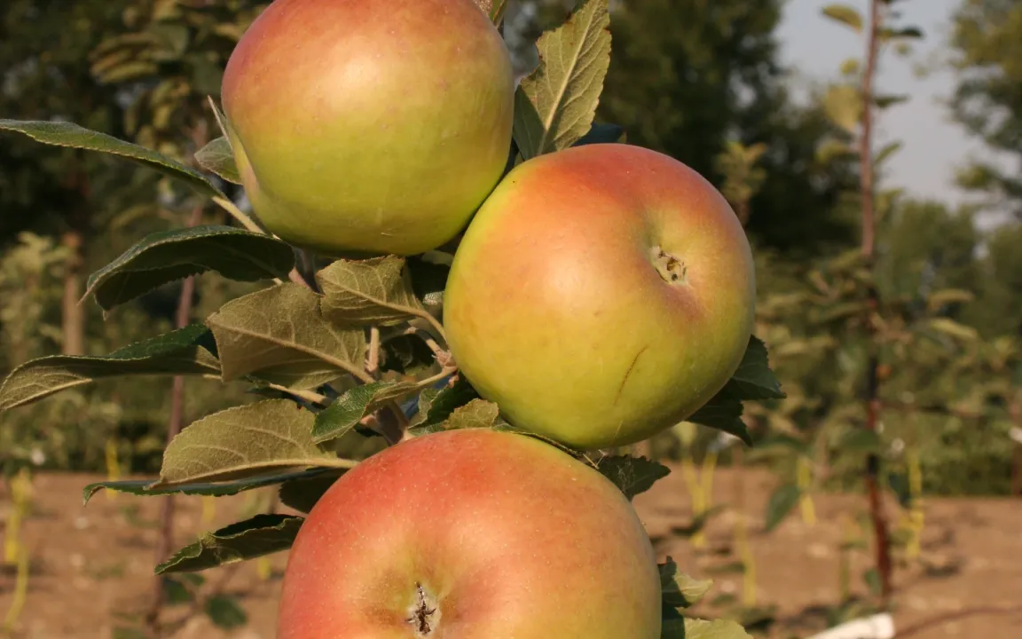 Versuchswesen und Sortenerhaltung im Obstbau