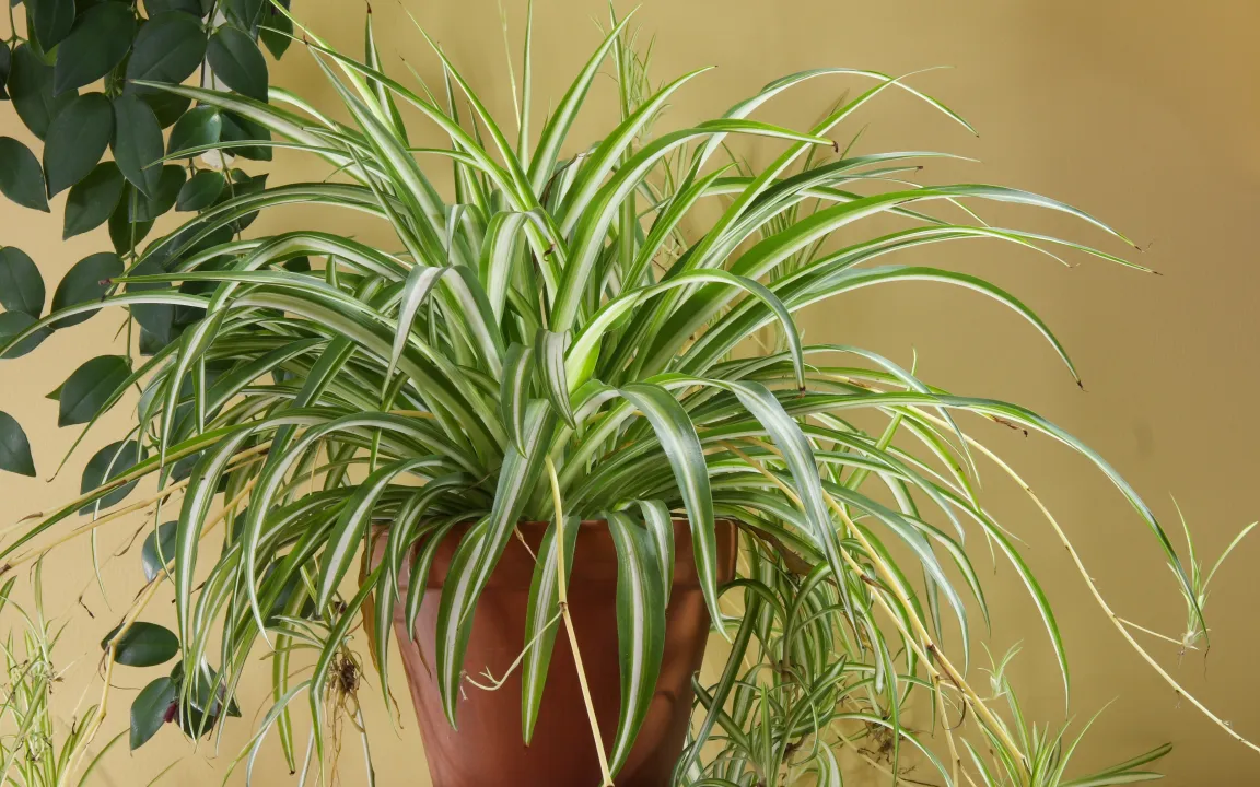 Zimmerpflanzen filtern die Luft