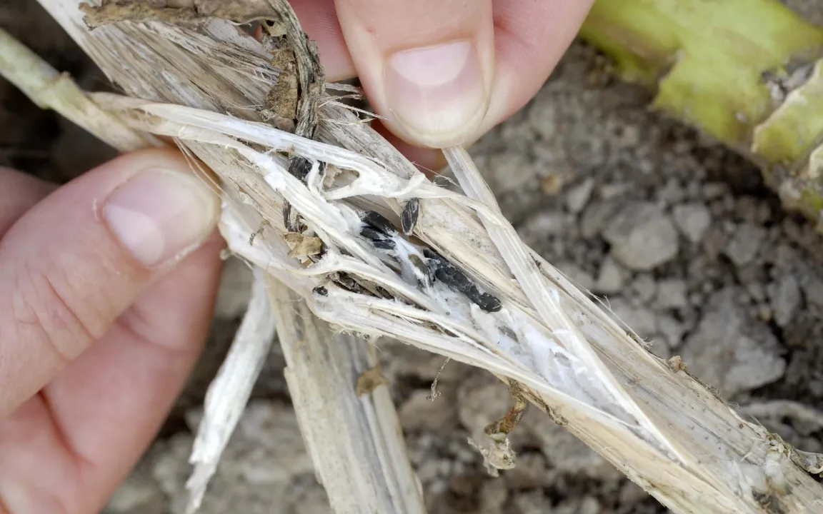 Die Zähmung des Schadpilzes