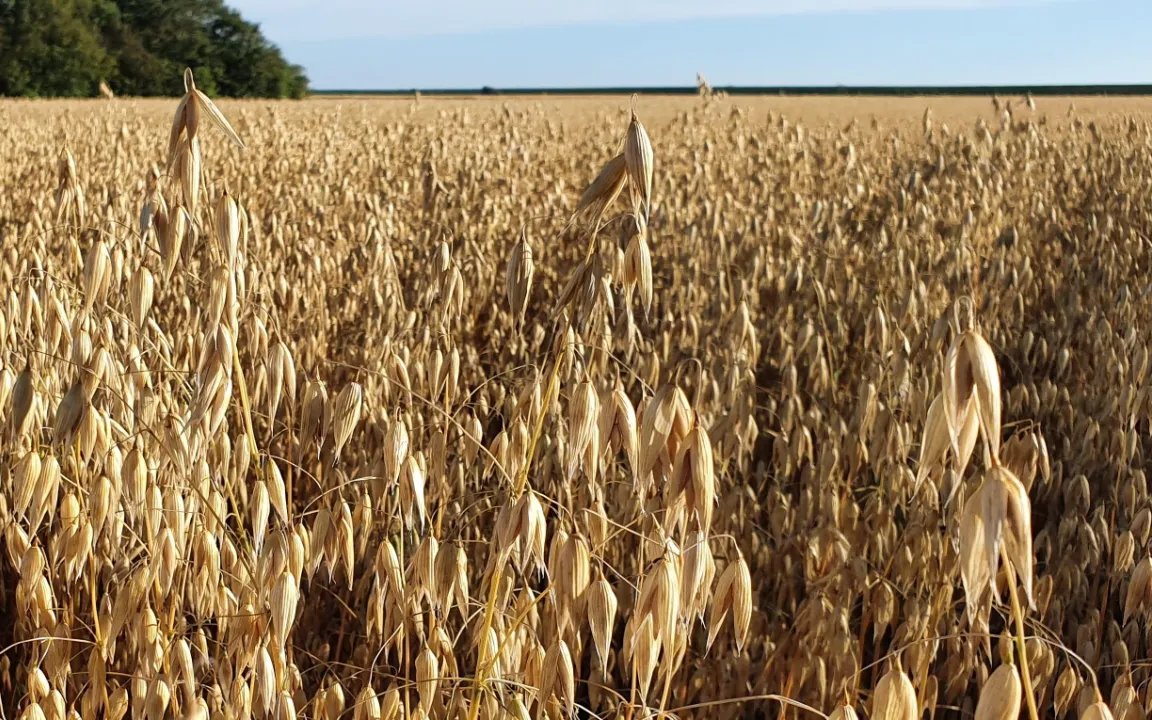 Wenn der Hafer sticht ....