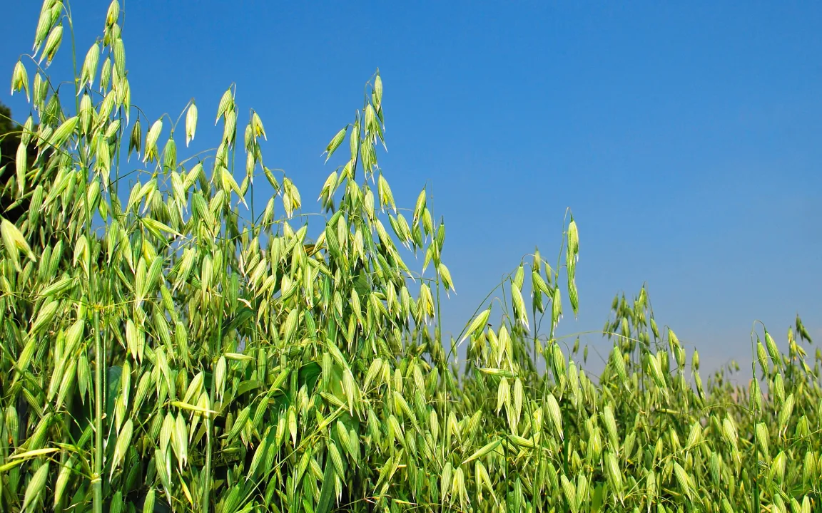 Echter Hafer ist "Arzneipflanze des Jahres 2017"