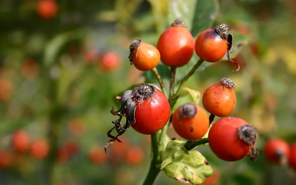 "Ein Männlein steht im Walde"