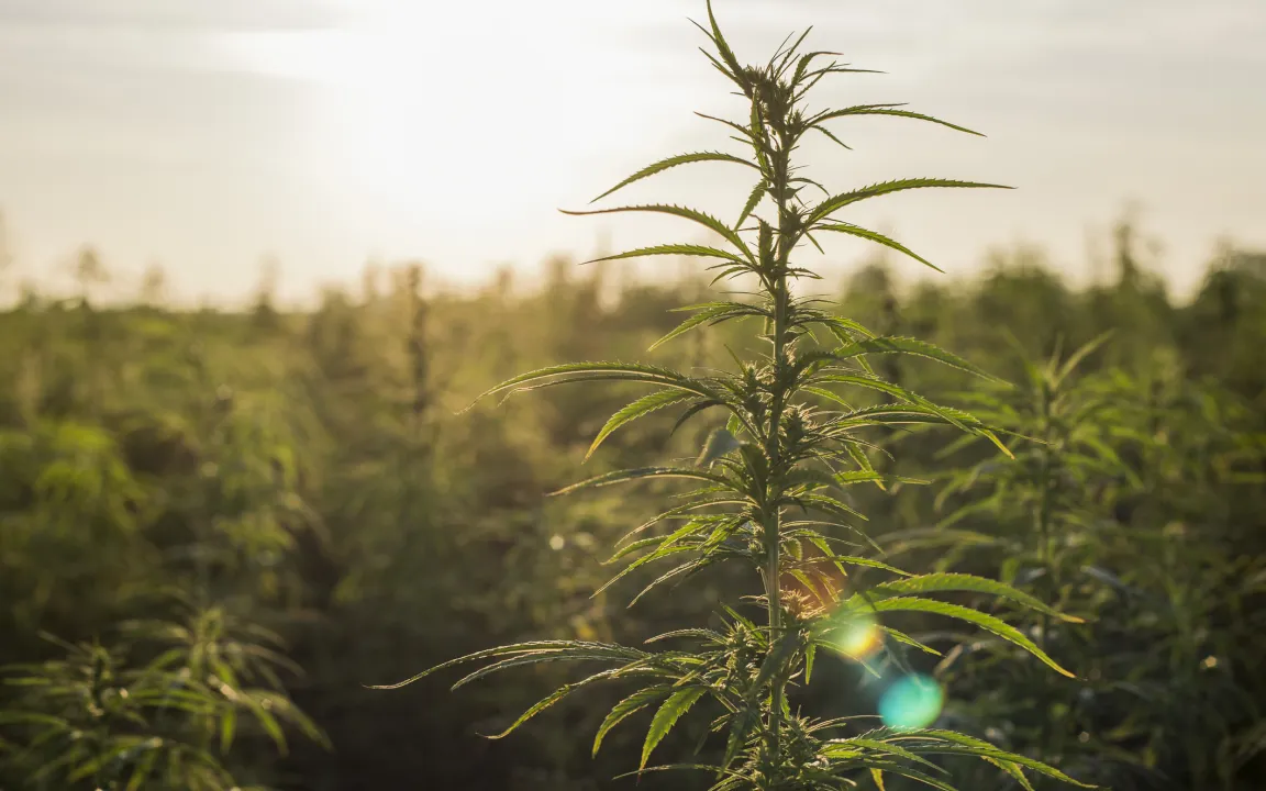 Hanf: Sorte und Verarbeitung machen den Unterschied