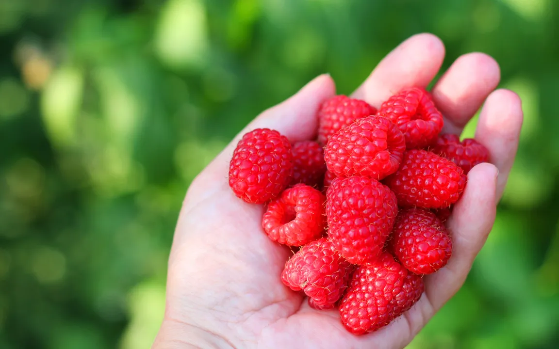Hmm, Himbeeren – Eine süße Nascherei