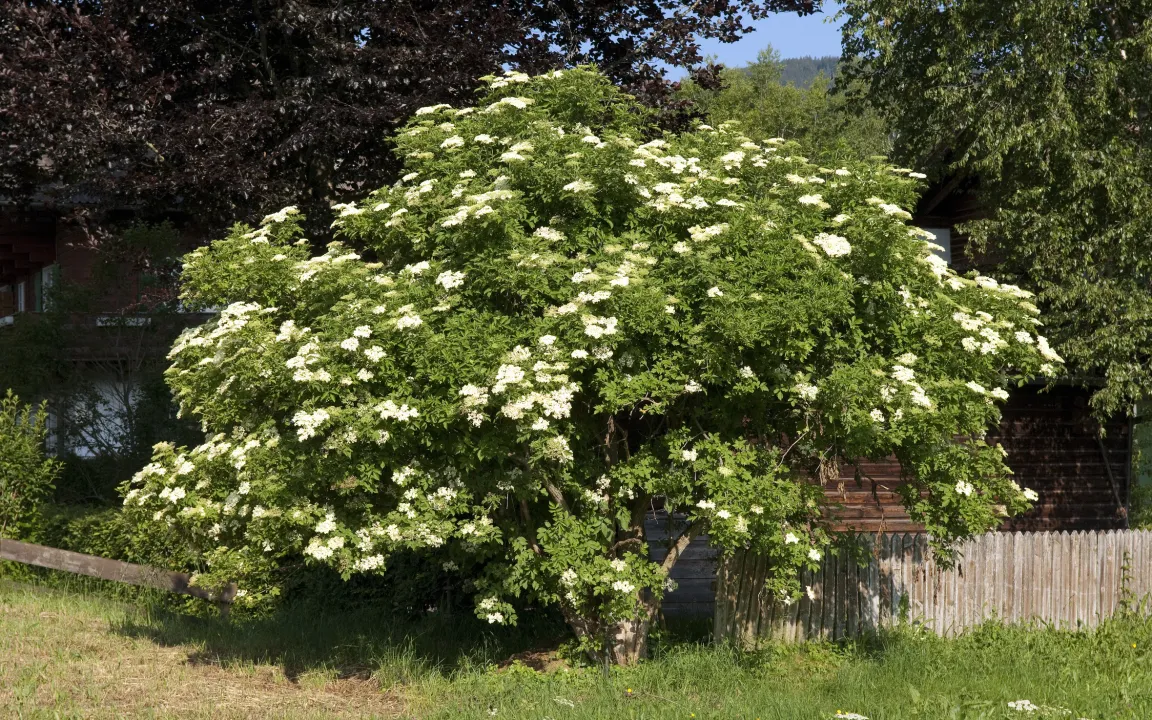 In diesem Strauch steckt ein Zauber