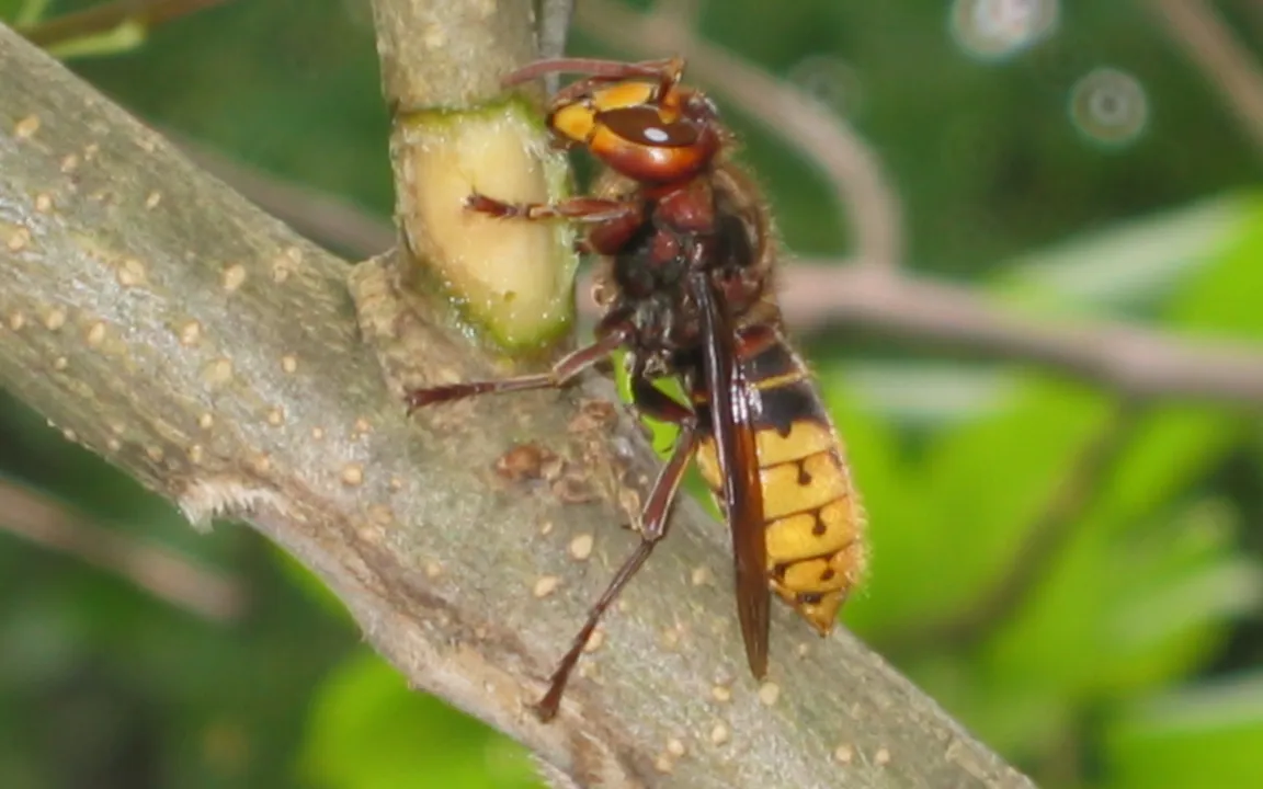 Hornissen sind friedfertige Insekten
