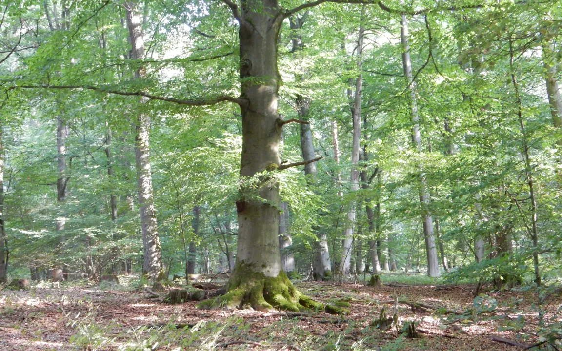 Baum des Jahres 2022: Die Rotbuche