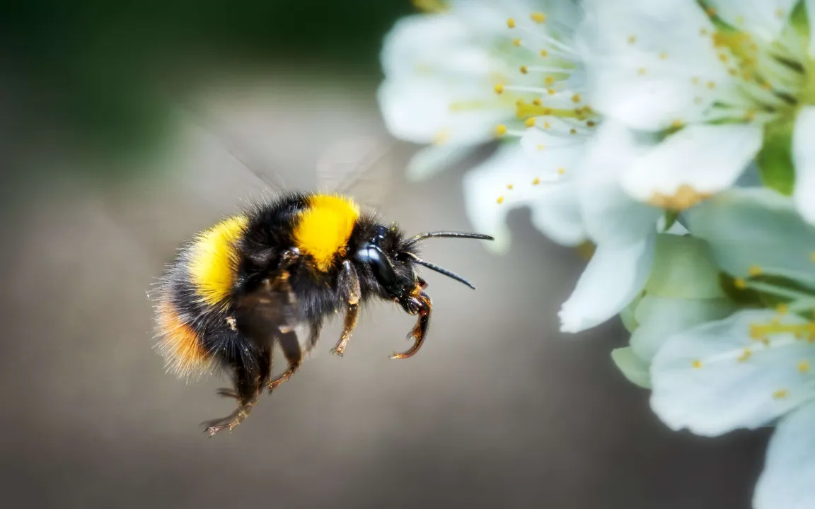 Auf Biss folgt Blüte