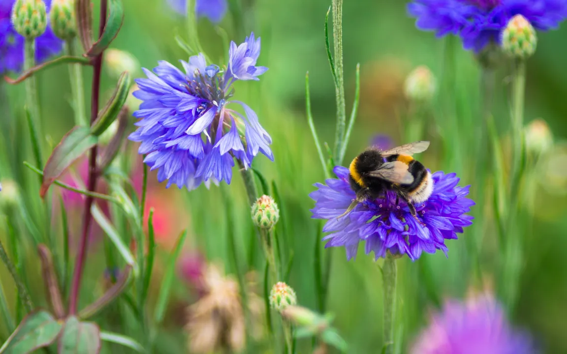 Buchtipp: Mein Bienengarten