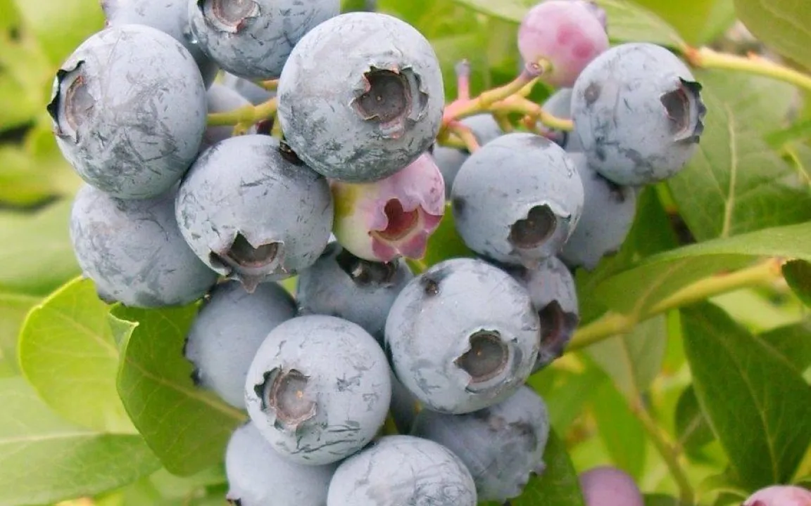 Heidelbeeren aus Deutschland