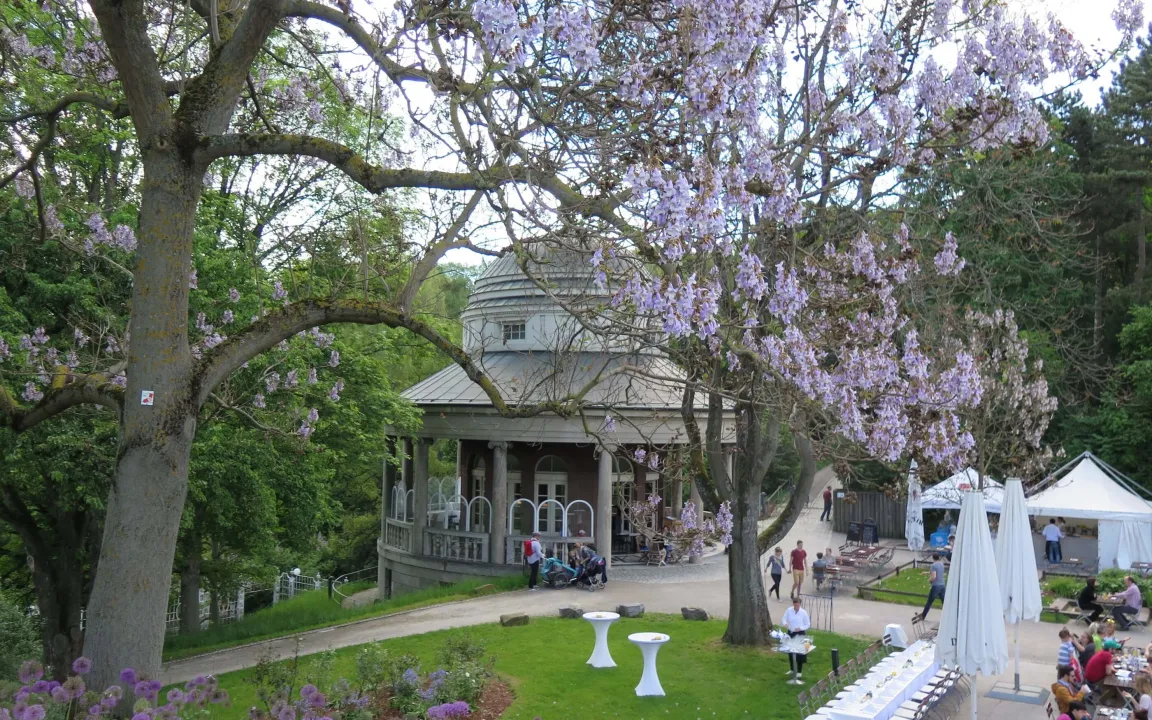 Die wunderbare Paulownie – der Blauglockenbaum