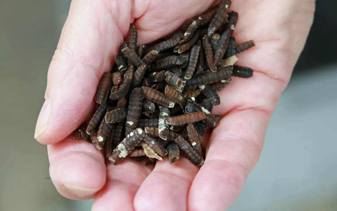 Fliegende Pflanzenschützer und Futtermittel