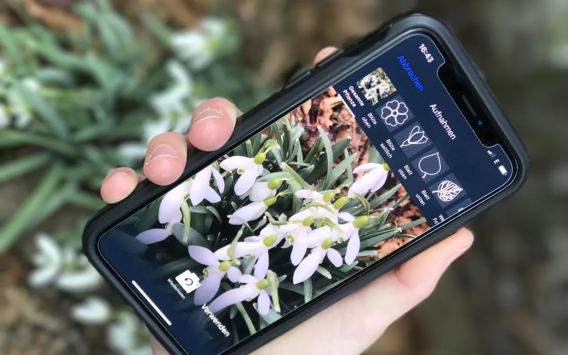 Pflanzen mit dem Smartphone bestimmen