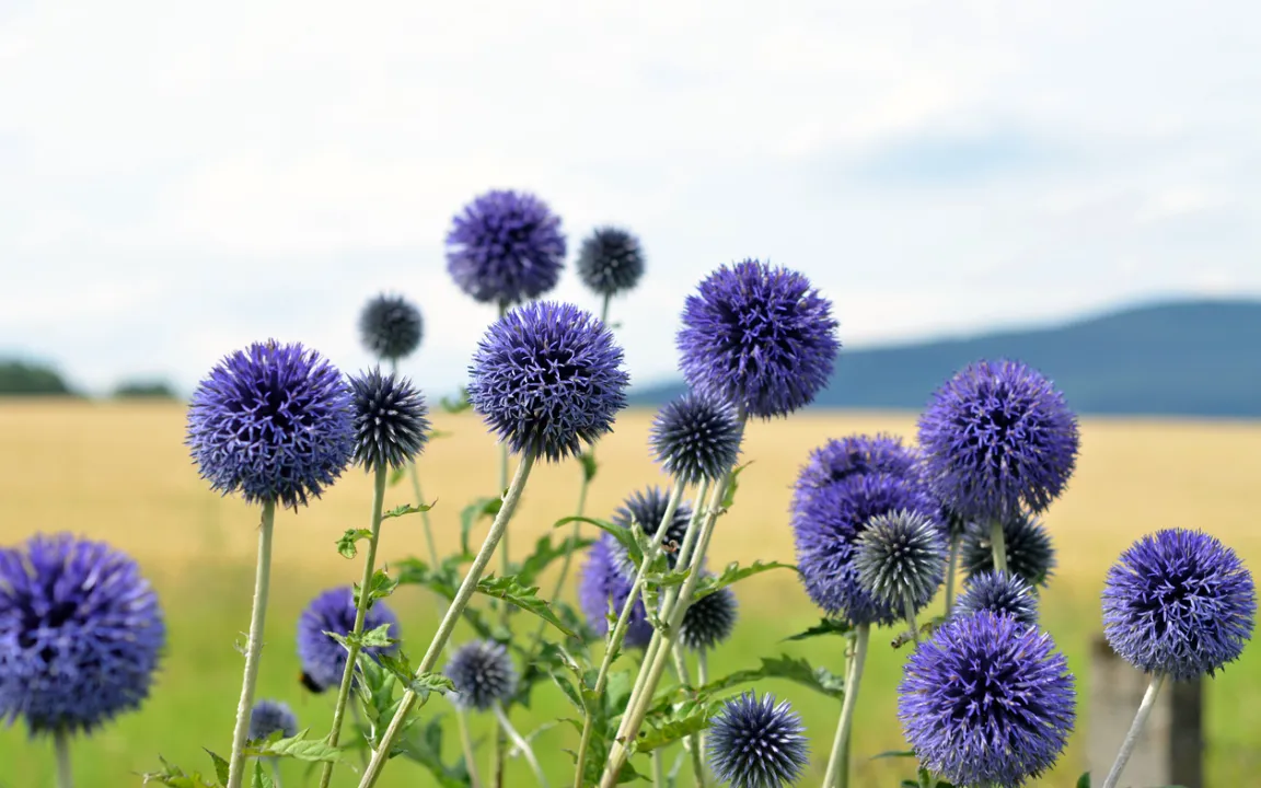 Kugeldisteln – Blütenbälle für das Gartenbeet