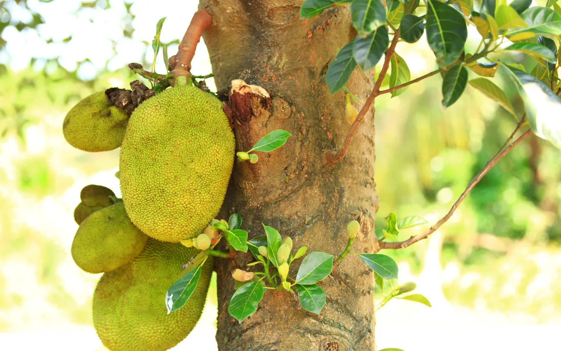 Jackfrucht – die größte Baumfrucht der Welt
