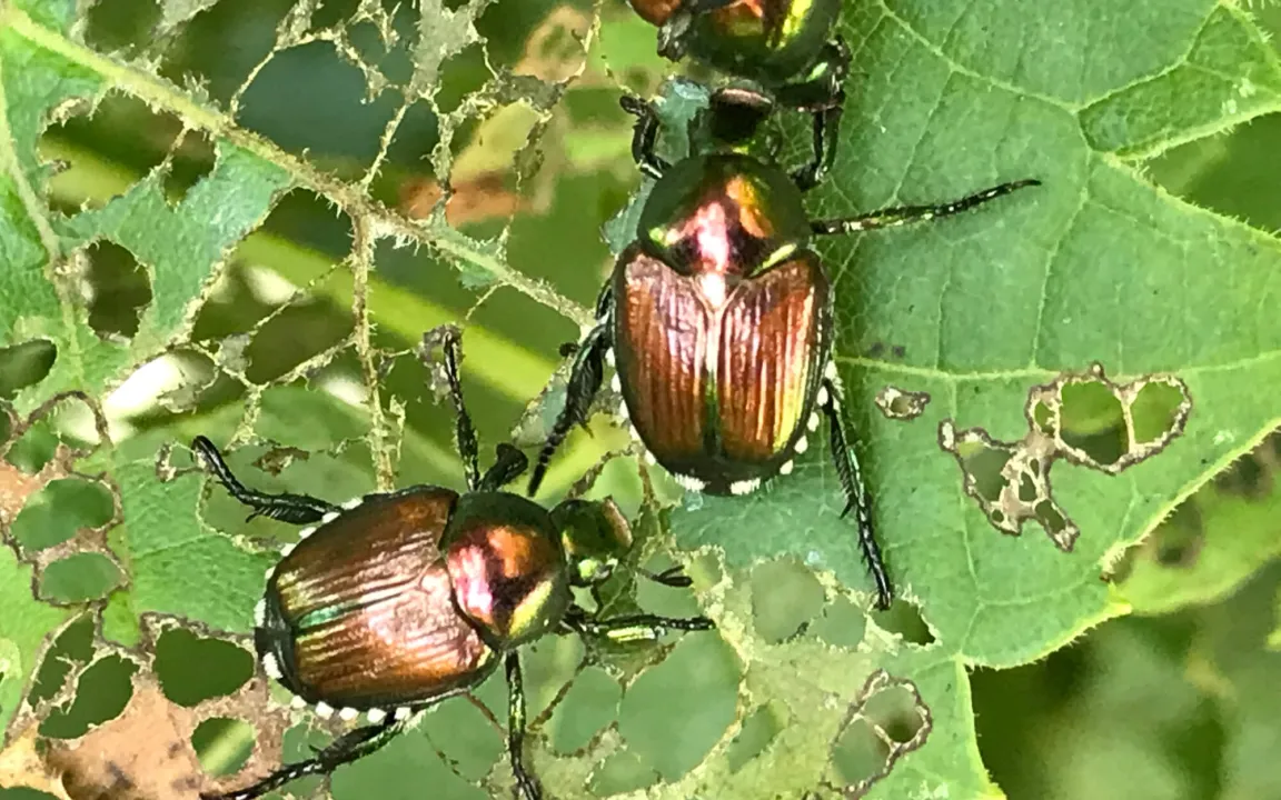 Schädlinge auf dem Smartphone identifizieren
