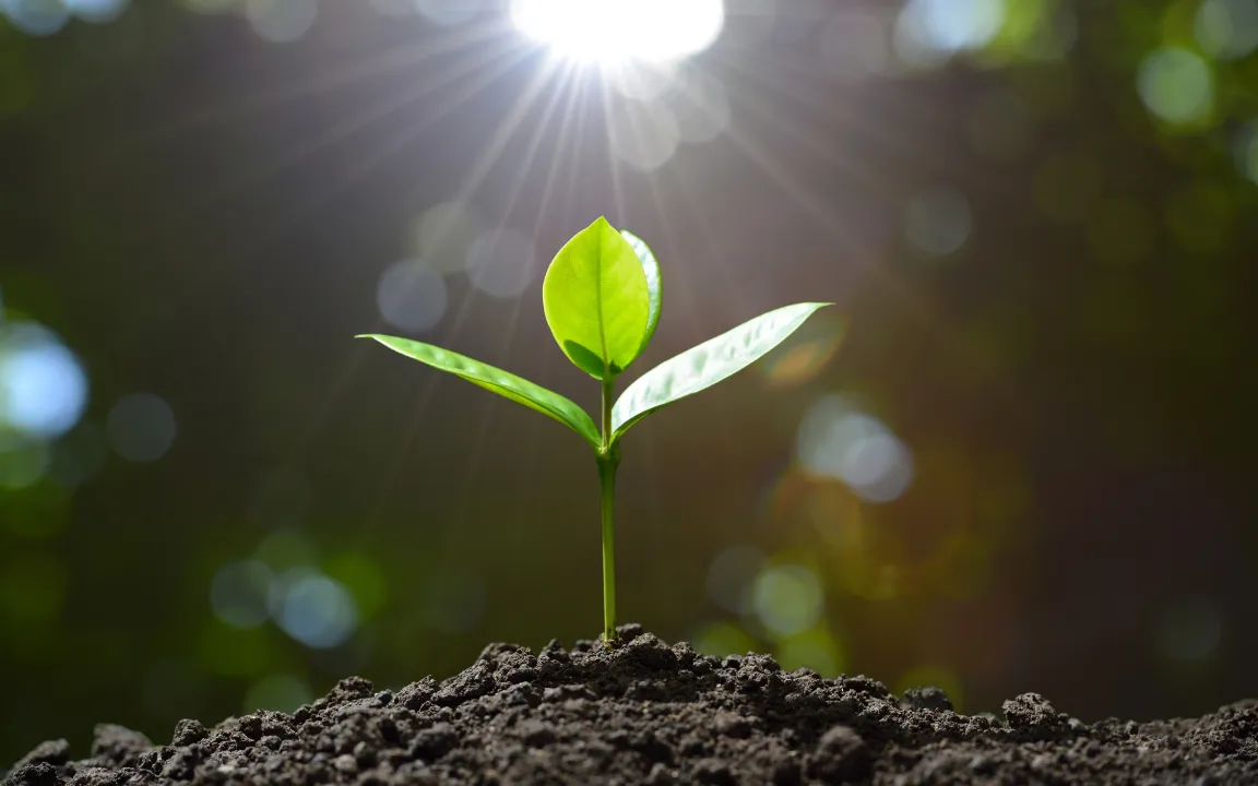 Wurzeln reagieren über Spross direkt auf Lichtsignale