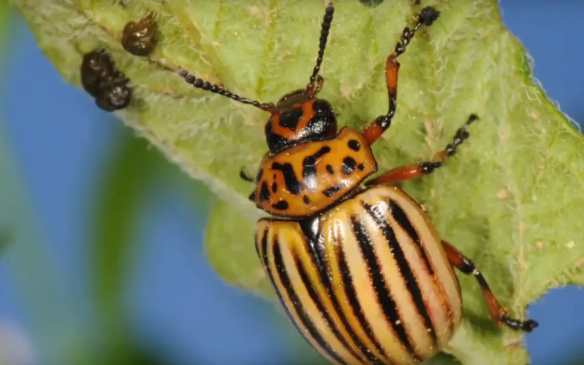 Erster Online-Pflanzenschutz-Kurs