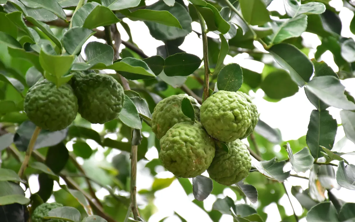 Die Kaffirlimette – Zitrusaroma für asiatische Speisen