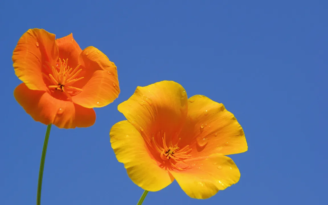 Ein Preisträger mit verschiedenen Namen: Goldmohn, Kalifornischer Mohn oder Schlafmützchen