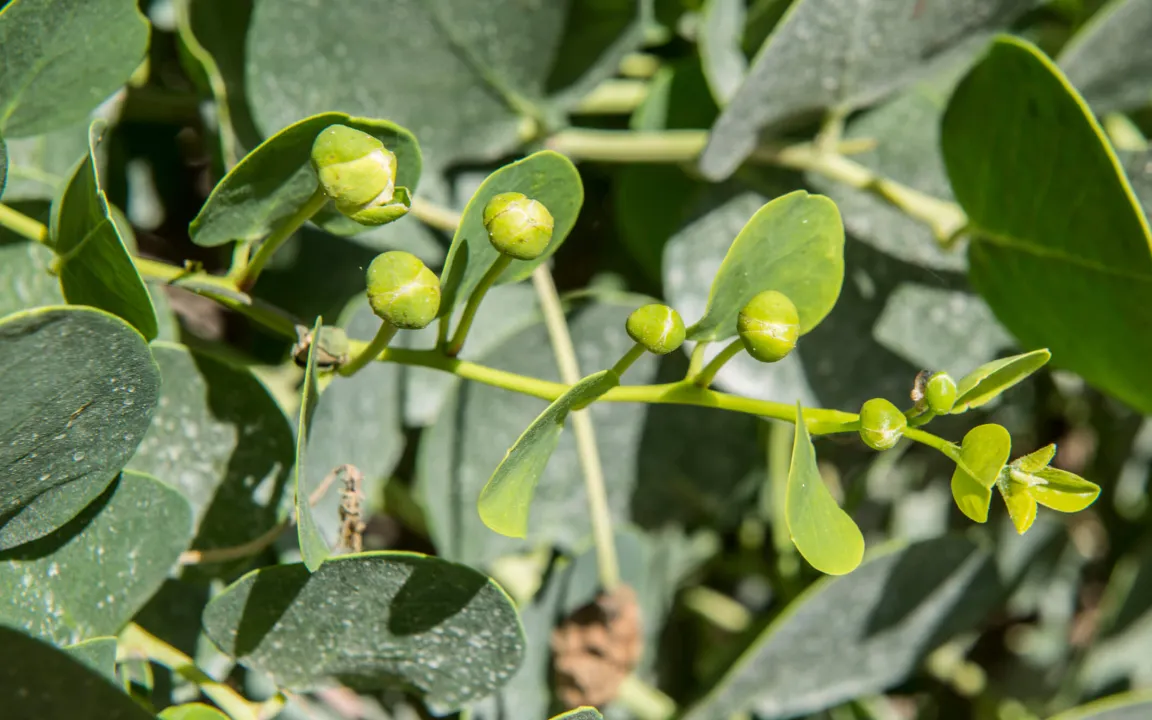 Würziger mit Kapern