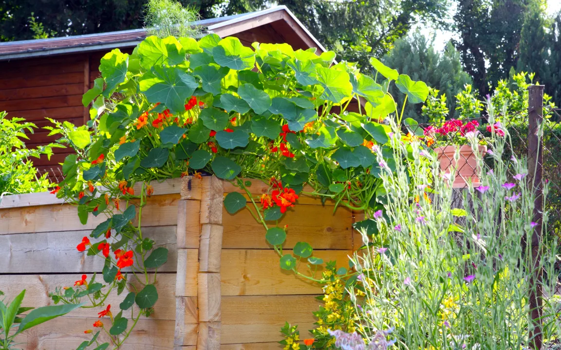 Alles über Hochbeete