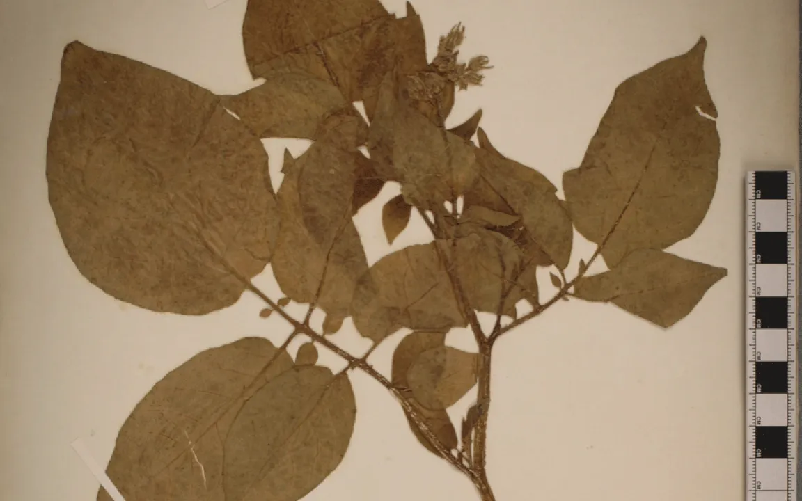 Ursprung der Kartoffel geklärt